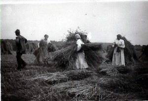 Ernte_August_1943